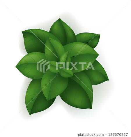 A plant with lush green leaves against a clean white background 127670227