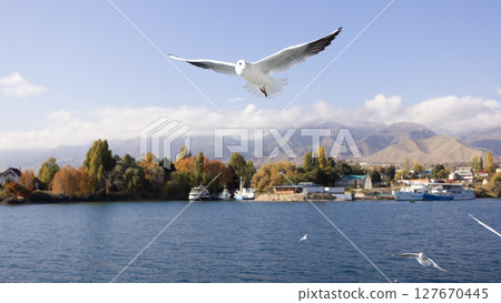 flock of seagull flying near the tourboat in Issue-kul lake 127670445