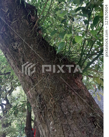 Moss growing on the trunk of a large tree Moss growing on the trunk of a large tree 127670604