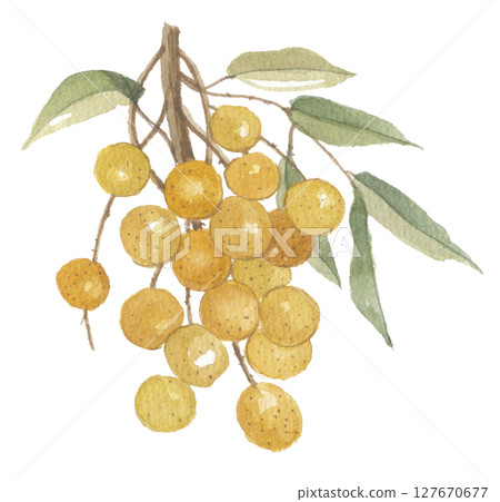 Watercolor painting of longan 127670677