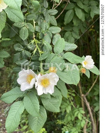 Wild roses with green leaves and stems in natural outdoor setting Wild roses with green leaves and stems in natural outdoor setting 127670807