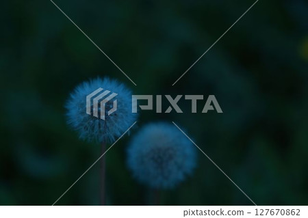 蒲公英 蒲公英 127670862