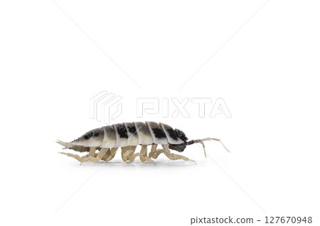 Isopod on white background Isopod on white background 127670948