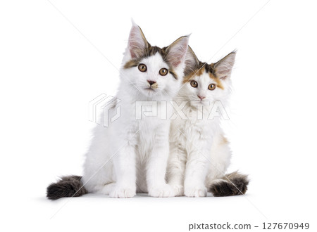 2 Maine Coon cat kittens on white background 127670949