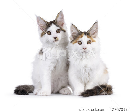 2 Maine Coon cat kittens on white background 2 Maine Coon cat kittens on white background 127670951