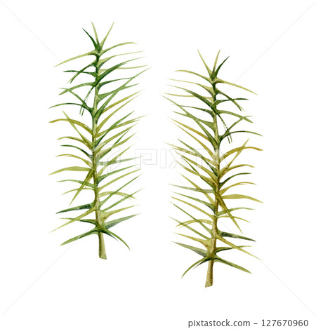 Horsetail clubmoss wild forest plant growing on wetlands marshes, damp shady grounds. Single element botanical illustration hand drawn in watercolor. Wildcrafting workshop brochures, nature journal 127670960