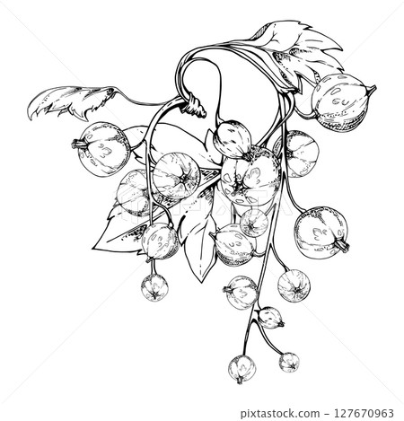 Currant gooseberry cluster bunch raceme with leaves, ripe garden berry casseille jostaberry juneberry, vector ink hand drawn. Isolated botanical illustration. Seasonal menu, herbal remedy craft teas 127670963
