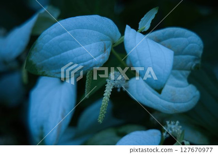 Fantastic pinecone 127670977