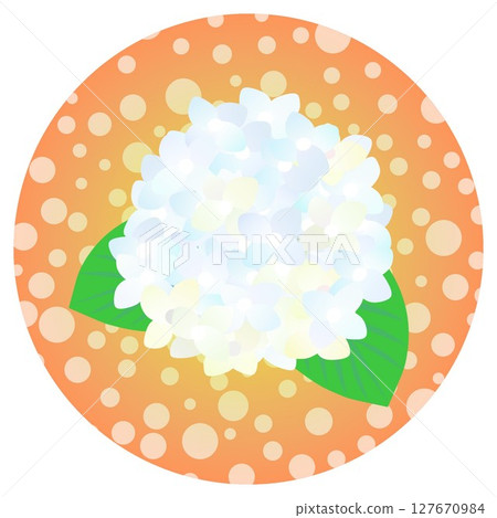 圓形背景繡球花插圖 圓形背景繡球花插圖 127670984