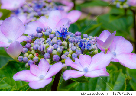 Flower hydrangea Flower hydrangea 127671162