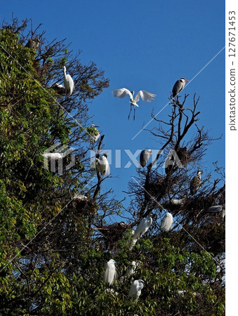 Egret Roost Egret Roost 127671453