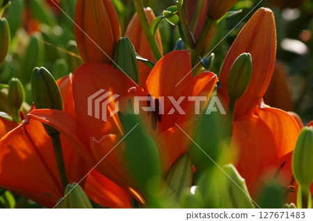 紅百合花 紅百合花 127671483