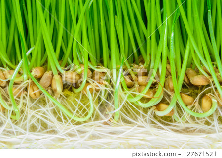 Background surface of crosscut sprouted wheat with visible green shoots, seeds and white roots 127671521