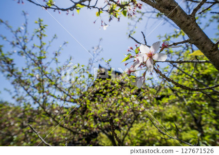 View of Kokeizan Eihoji Temple 127671526