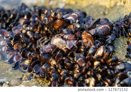 Shells spread across the shallows 127671532