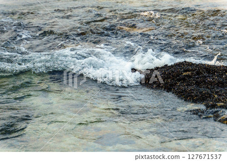 Shells on the shoreline of shallow water Shells on the shoreline of shallow water 127671537