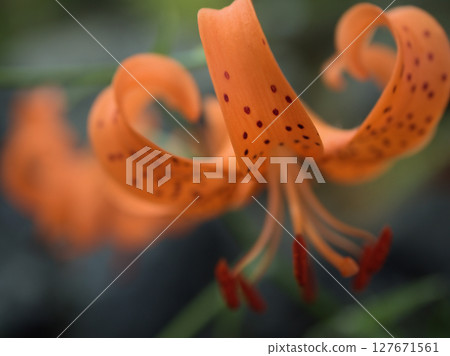 The lovely orange tiger lilies blooming in June The lovely orange tiger lilies blooming in June 127671561