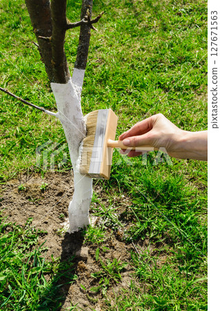 Whitening tree with white lime Whitening tree with white lime 127671563