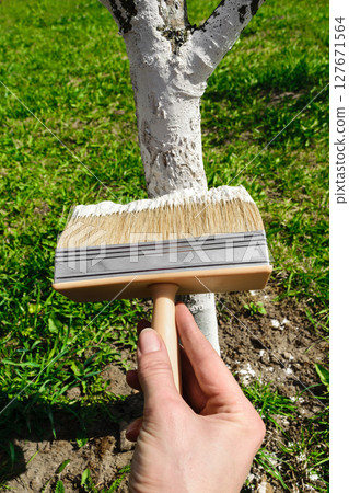 Whitening tree with white lime 127671564