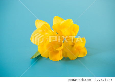 Close-up of yellow freesia flower 127671783