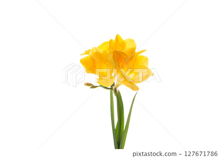 Tropical freesia on white background 127671786