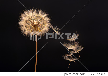 dandelion seeds fly from a flower on a dark blue background. botany and bloom growth propagation. 127672314
