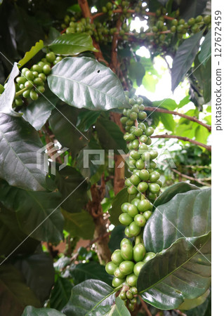 Green coffee cherry seeds on a coffee tree branch in an organic system 127672459