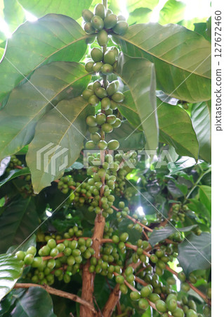 Green coffee cherry seeds on a coffee tree branch in an organic system 127672460