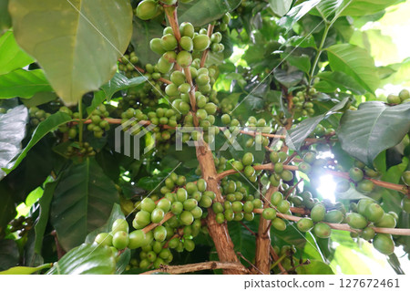 Green coffee cherry seeds on a coffee tree branch in an organic system 127672461
