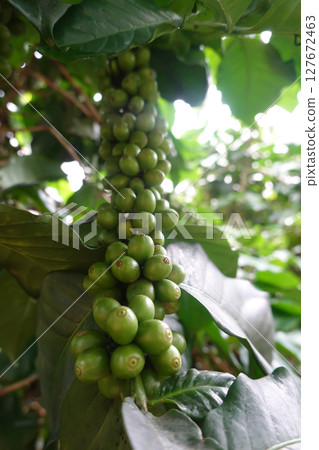 Green coffee cherry seeds on a coffee tree branch in an organic system 127672463