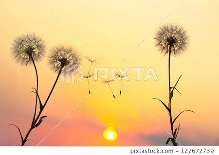 Dandelion seeds are flying against the background of the sunset sky. Floral botany of nature 127672739