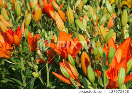 紅百合 紅百合 127672808