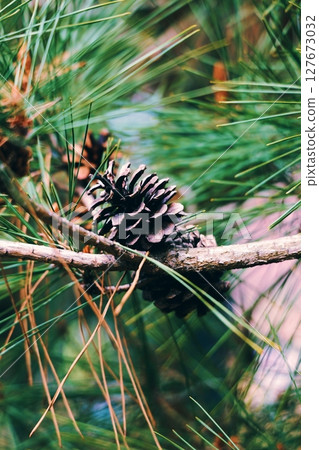 生長在樹上的松果 127673032