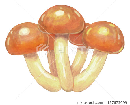 Illustration of Nameko Illustration of Nameko 127673099