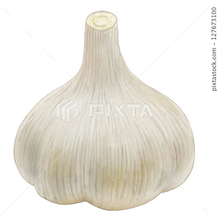 Garlic plant illustration Garlic plant illustration 127673100
