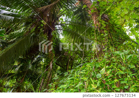 Bushy Jungles in Seychelles 127673134