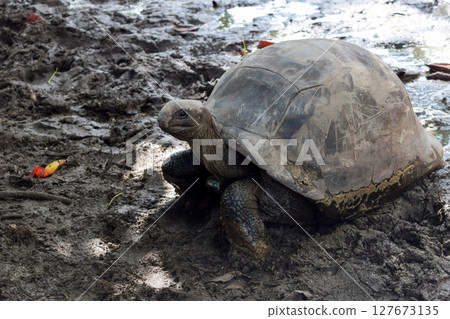 Tortoise in the Mud 127673135
