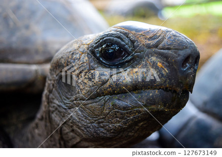 Suspicious Tortoise 127673149