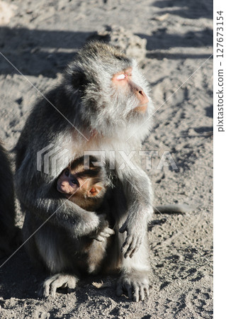 Female monkey holds her baby monkey in the arms and warm her face at morning sun Female monkey holds her baby monkey in the arms and warm her face at morning sun 127673154