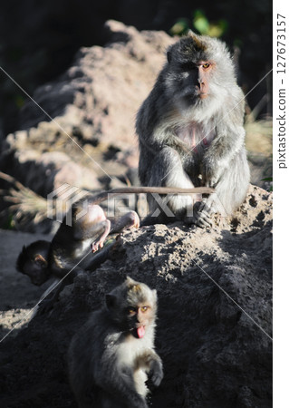 Female monkey sitting on the stone and watching her baby monkeys Female monkey sitting on the stone and watching her baby monkeys 127673157