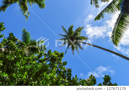 Palm Tree View from the Ground Palm Tree View from the Ground 127673170
