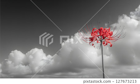 Spider lilies blooming under a cloudy sky Spider lilies blooming under a cloudy sky 127673213
