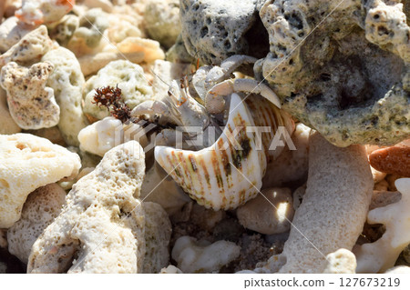 Hermit Crab Surrounded by Corals 127673219