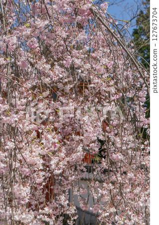 Weeping cherry trees in full bloom at Kokei-san Hoju-in Temple 127673704