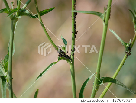 Aphids and ants on plant stem. Gardening and pest insects concept 127673734