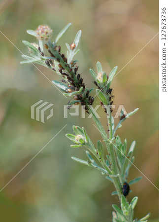 Aphids on plant stem. Gardening and pest insects concept Aphids on plant stem. Gardening and pest insects concept 127673736