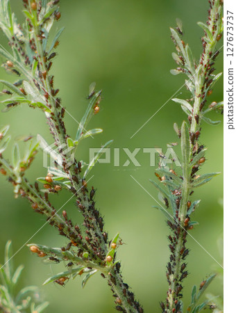 Aphids on plant stem. Gardening and pest insects concept 127673737