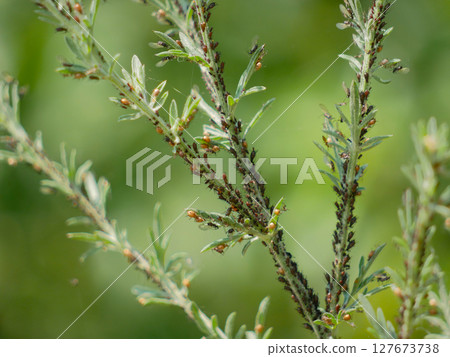 Aphids on plant stem. Gardening and pest insects concept Aphids on plant stem. Gardening and pest insects concept 127673738