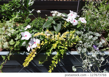A collection of summer flowers planted in a horizontal planter A collection of summer flowers planted in a horizontal planter 127673788