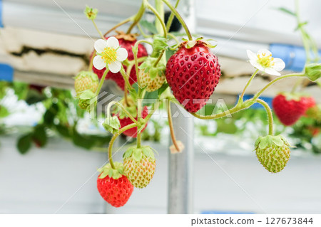 Red strawberries and white flowers 127673844